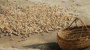 peanuts sitting next to an empty basket